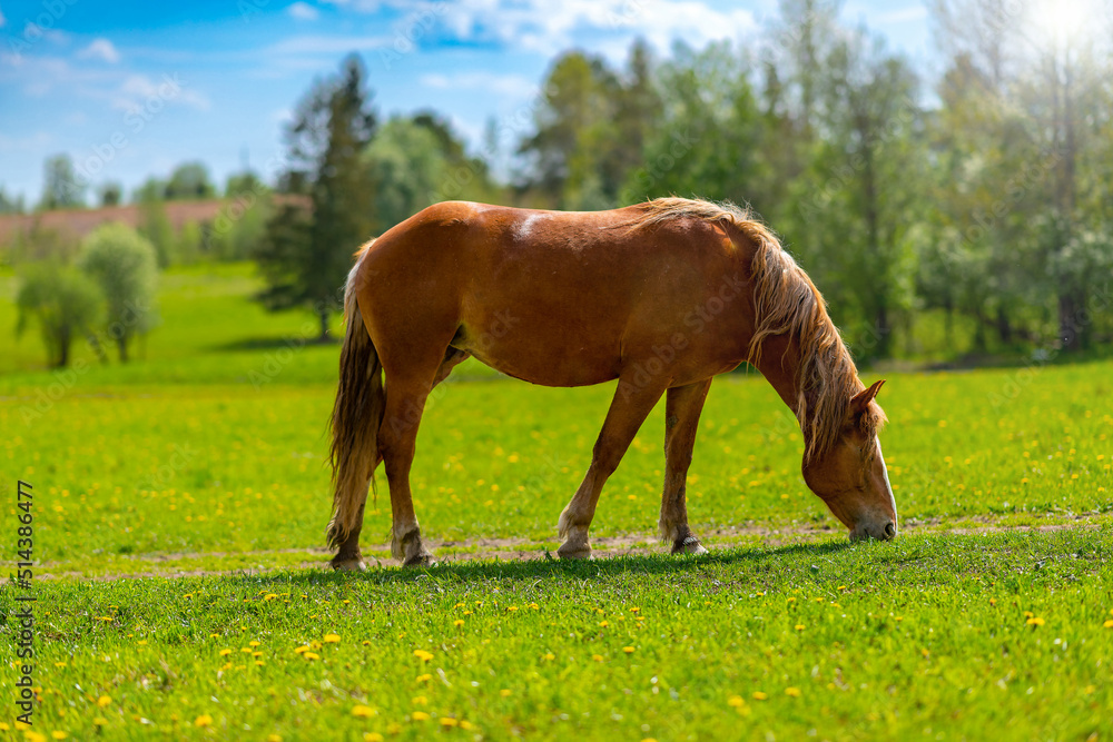 A beautiful brown horse grazes on a flowering sunny meadow in a field. Purebred mare on pasture in summer. Landscape, wallpaper. A beautiful brown horse grazes on a flowering sunny meadow in a field. Purebred mare on pasture in summer. Landscape, wallpaper.