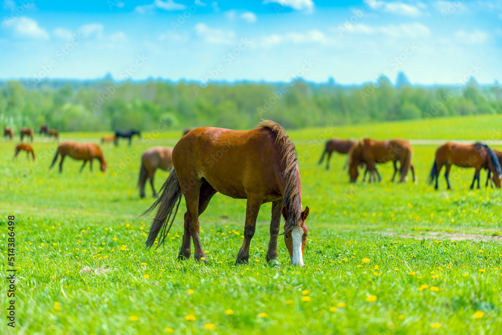 A beautiful brown horse grazes on a flowering sunny meadow in a field along with a herd of horses. Purebred mare on pasture in summer. Landscape, wallpaper.