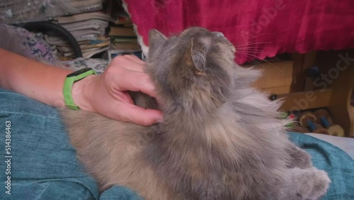A woman's hand strokes a gray cat.