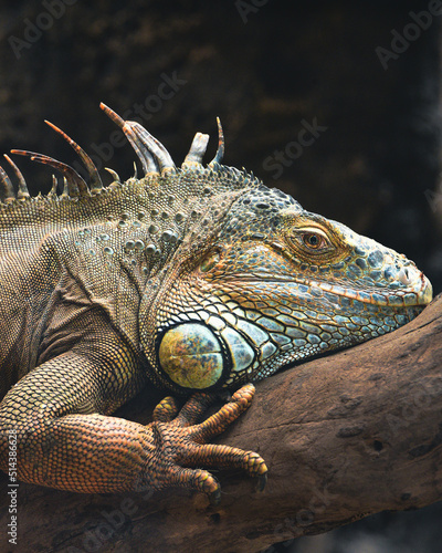 The green iguana  Iguana iguana  also known as the American iguana or the common green iguana  is a large  arboreal  mostly herbivorous species of lizard of the genus Iguana.