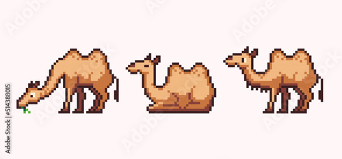 Camels sitting, standing, sleeping poses pixel art set. Desert caravan animal collection. 8 bit sprite. Game development, mobile app.  Isolated vector illustration.