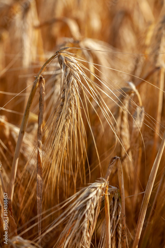 Agriculture - gros plan sur des épis d'orge dans un champ de céréales avant la récolte