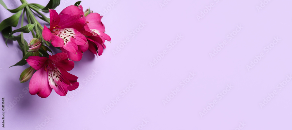 Fototapeta premium Beautiful bouquet of alstroemeria flowers on lilac background with space for text