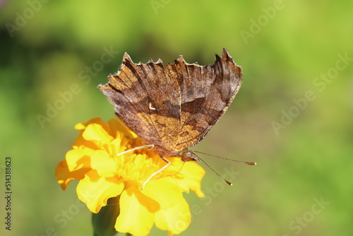 秋の日本の庭に咲く黄色いマリーゴールドの花の蜜を吸うキタテハ