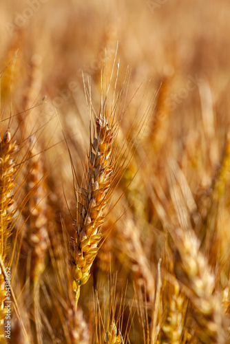 Agriculture - gros plan sur des   pis de bl   dans un champ de c  r  ales avant la r  colte