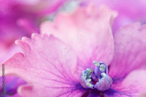 Hydrangea flower close up on one floret