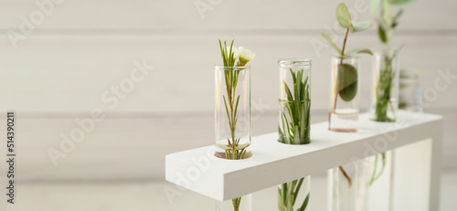 Test tubes with plants on l...