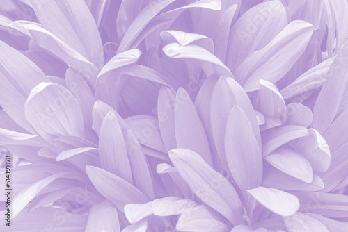 Digital Lavender Color of the Year 2023. Beautiful floral background toned in trendy color.