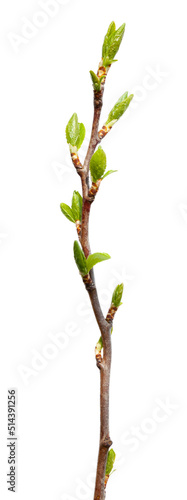Tree branch with green buds on a white background.