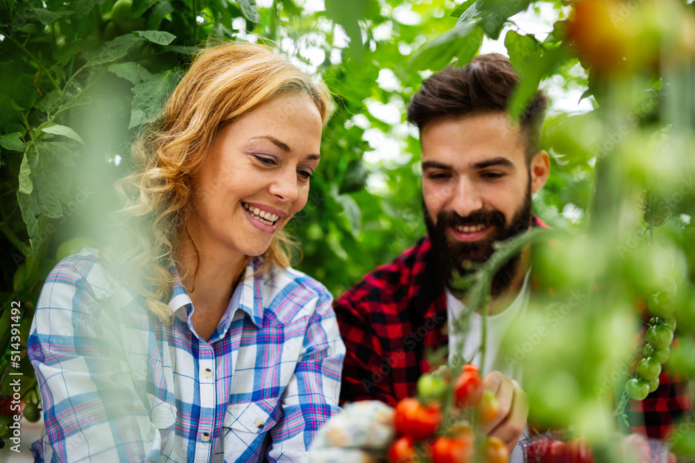 Obraz premium Young couple of farmers working in greenhouse, with organic bio tomato.