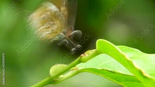 Butterfly sitting perched on the plant green leaf colourful butterfly insect close up nature south asian wildlife monkey puzzle Rathinda amor lycaenidae photo
