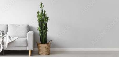 Big cactus and sofa near li...