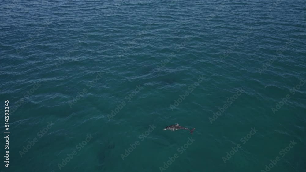 Bottlenose Dolphins Swimming Under The Blue Seascape At Fingal Head In New South Wales, Australia. Aerial Shot Bottlenose Dolphins Swimming Under The Blue Seascape At Fingal Head In New South Wales, Australia. Aerial Shot