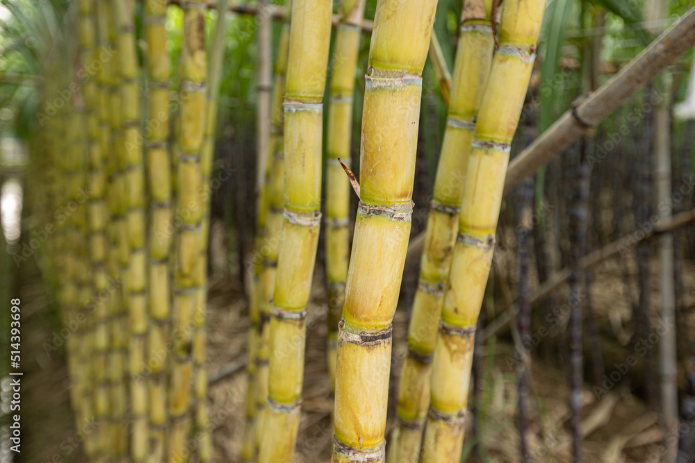 Fototapeta premium Sugarcane field with plants growing