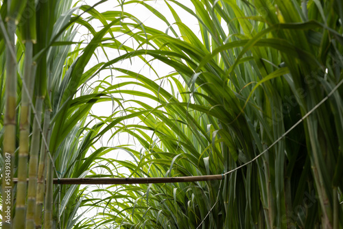 Sugarcane field with plants growing