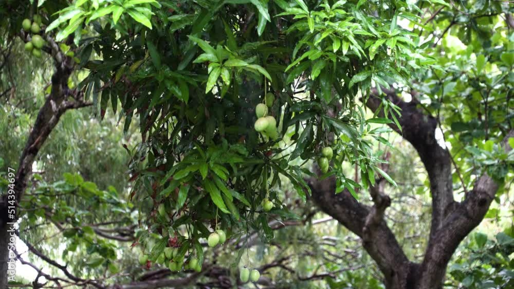 Mango tree in the rain, tropical rain in Mauritius, nature, trees and raindrops, atmosphere of romance and remoteness from the bustle Mango tree in the rain, tropical rain in Mauritius, nature, trees and raindrops, atmosphere of romance and remoteness from the bustle