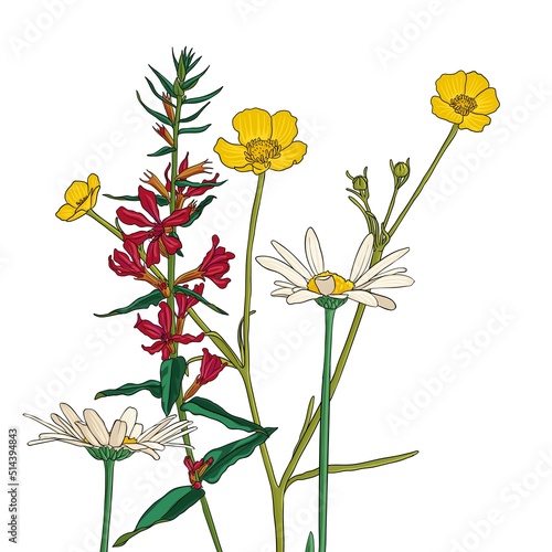 flower of meadow buttercup, purple loosestrife and daisies, vector drawing wild plant isolated at white background , hand drawn botanical illustration photo