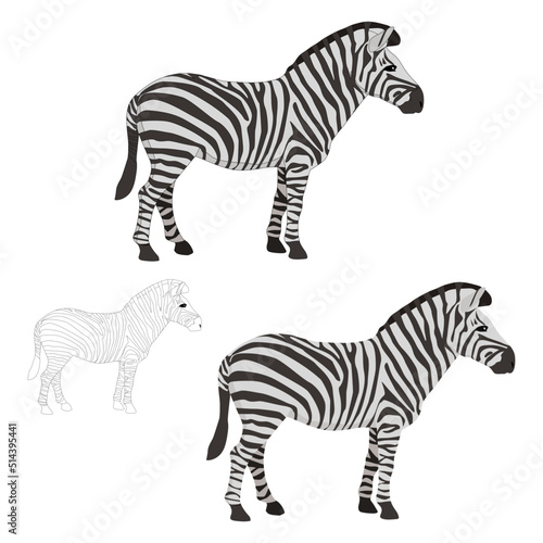 Vector zebra side view on white background isolated