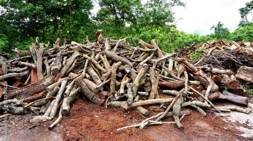Group of wood on ground Group of wood on ground