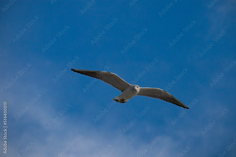 seagull in flight