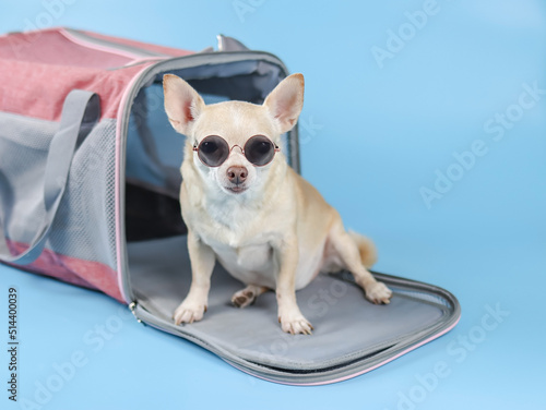 Fototapeta Naklejka Na Ścianę i Meble -  brown chihuahua dog wearing sunglasses sitting in front of traveler pet carrier bag on blue background, looking at camera, isolated. Safe travel with animals.