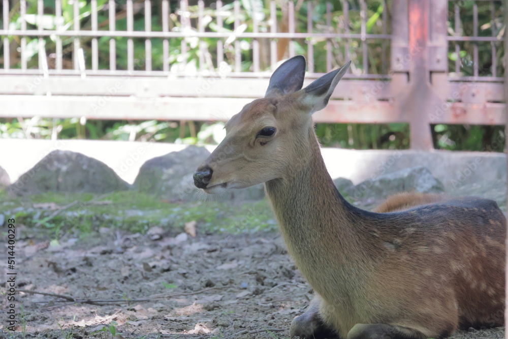 ホンシュウジカ
