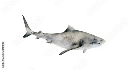 Hand-drawn watercolor tiger shark illustration isolated on white background. Underwater ocean creature. Marine animals collection 