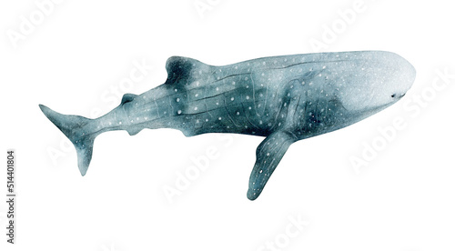 Canvastavla Hand-drawn watercolor whale shark illustration isolated on white background