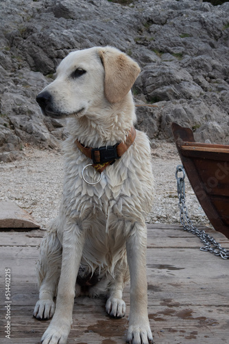 Fototapeta Naklejka Na Ścianę i Meble -  dog on the beach