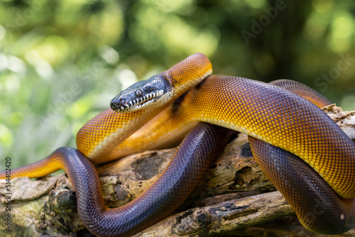 Leiophyton albertisii. Brown colored python can be found in Papua. The color is actually brown but will appear shiny when exposed to light.