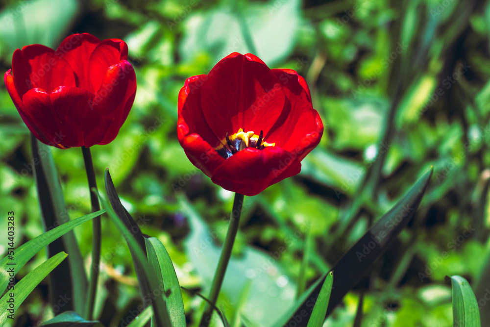 tulip tulip