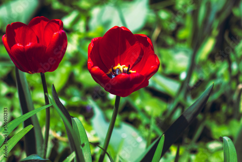 tulip