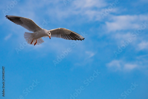 seagull in flight