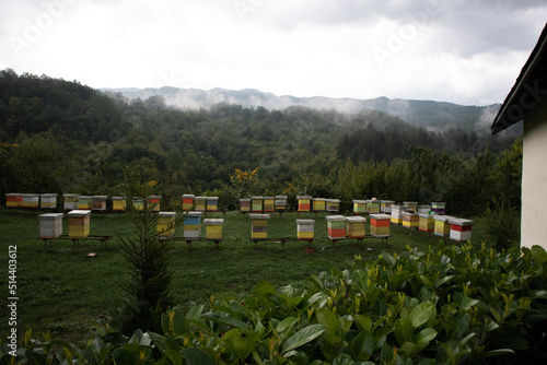 bees in the beehive