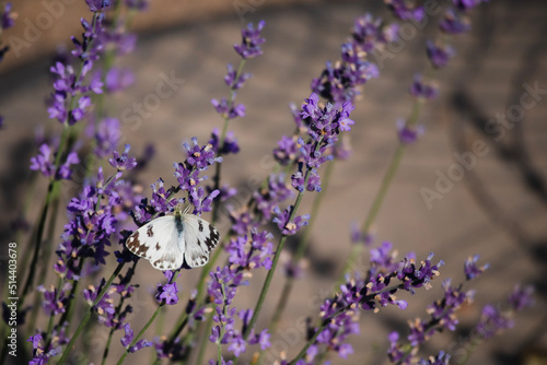 lavender field in region