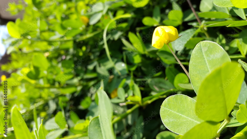 Fototapeta premium Little yellow flower with green leaves background
