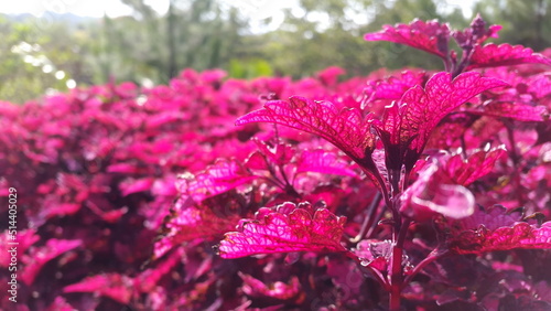 Full red coleus leaves garden