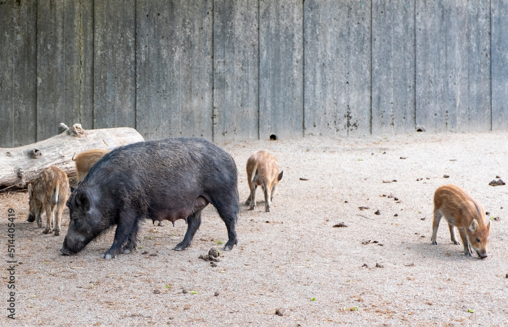 Family of wild boars, boar and little piglets. Family of wild boars, boar and little piglets.