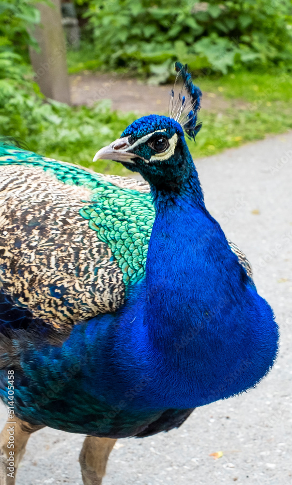 Fototapeta premium The peacock looks attentively into the camera, close-up.