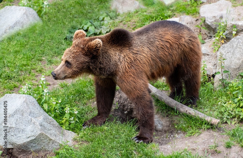 Brown bear, wild animal in nature.