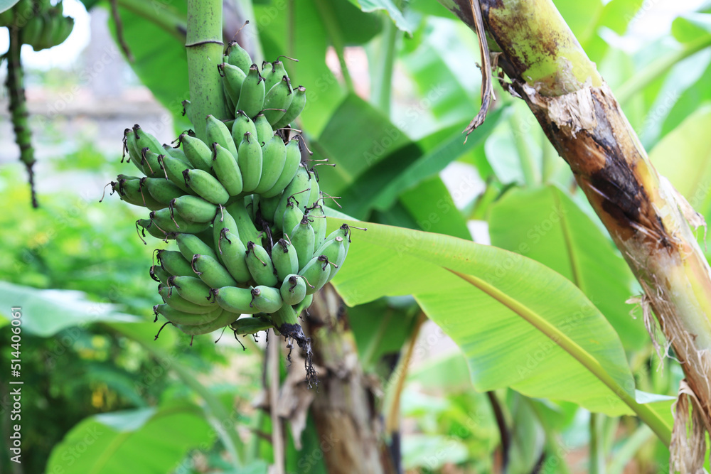 Obraz premium banana with tree