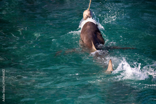 Bronze shark taking the bait thrown from a shark watching boat in Gansbaai South Africa, near the fynbos coast, these waters are infested with all kinds of sharks including the great white shark.