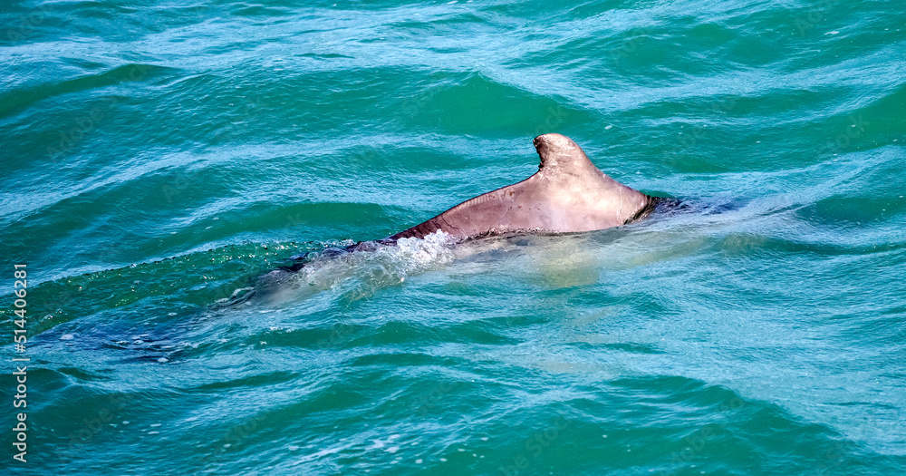 Fototapeta premium Dolphin playing in the atlantic ocean near the fynbos coast in Gansbaai South Africa, this place is famous for wildlife observation of marine animals.