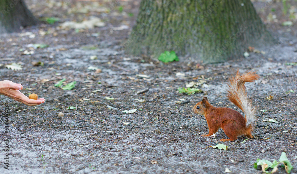 A red squirrel came for a treat in the form of a nut in a human hand. Copy space. A red squirrel came for a treat in the form of a nut in a human hand. Copy space.