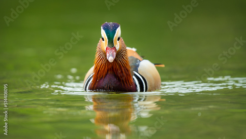 Foto Close-up Of Duck Swimming In Lake
