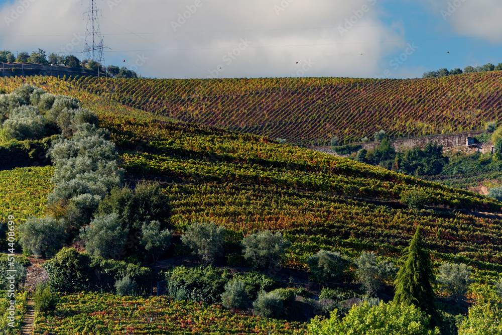 Port wine vineyard on the hills in the Douro Valley near Peso da Regua, Portugal