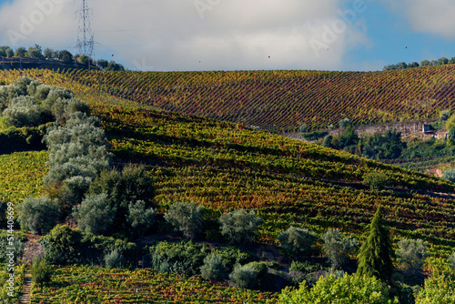 Port wine vineyard on the hills in the Douro Valley near Peso da Regua, Portugal