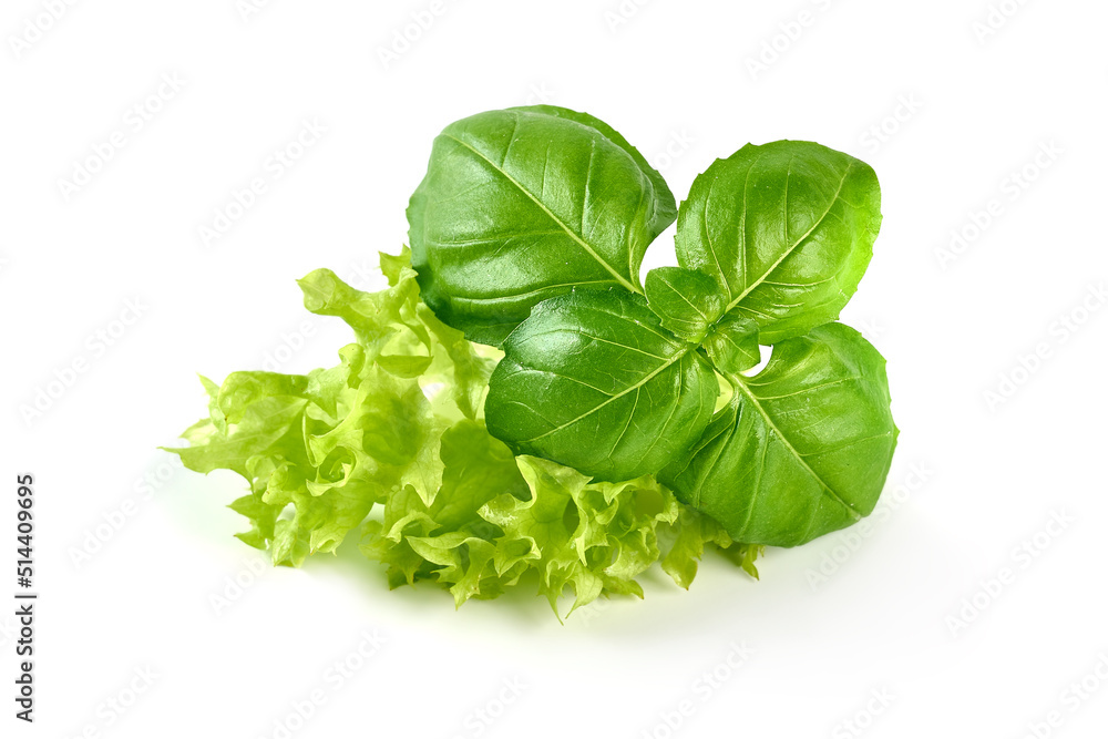 Fototapeta premium Lettuce Salad and Basil, isolated on white background.