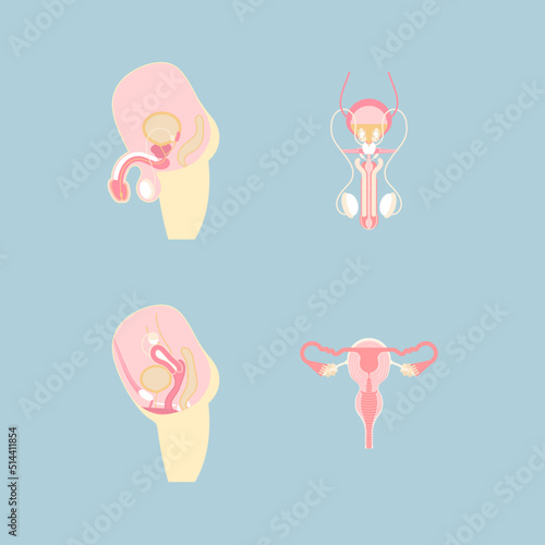 male and female reproductive system and sperm, internal organs anatomy body part nervous system, vector illustration cartoon flat character design clip art