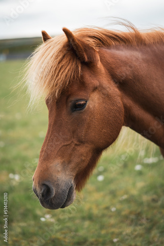 Pportrait of icelandic horse